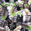 Cotula angustata 'Platts Black' - Fiederpolster