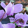 Cyclamen hederifolium - Alpenveilchen