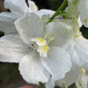 Delphinium belladonna 'Casa Blanca' - 11er - Rittersporn