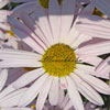 Arctanthemum arcticum 'Roseum' - Margerite