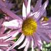 Chrysanthemum zwadski var latilobum 'Clara Curtiss' - 1l - Margerite