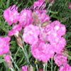 Dianthus gratianopolitanus Hybr. 'Pink Jewel' - Pfingstnelke