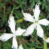 Dianthus pinifolius - Nelke