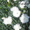 Dianthus plumarius 'Ohrid' - Federnelke