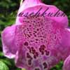 Digitalis purpurea 'Gloxiniaeflora' - Fingerhut