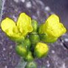 Draba brunifolia - Hungerblümchen