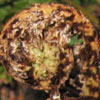 Dryopteris filix-mas - Wurmfarn