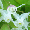 Epimedium grandiflorum 'White Queen' - Elfenblume