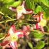 Epimedium rubrum - Elfenblume