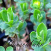 Euphorbia capitulata - Wolfsmilch