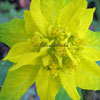 Euphorbia polychroma - Goldwolfsmilch