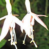 Fuchsia magellanica 'Alba' - 1l - winterharte Fuchsie