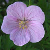 Geranium clarkei 'Kashmir Pink' - Storchschnabel