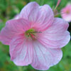 Geranium oxonianum (endressii) 'Wargrave Pink' - Storchschnabel