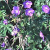 Geranium pratense 'Mndeners Blaue' - 11er - Storchschnabel