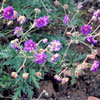 Geranium pratense 'Viola Plenum' - 1l - Wiesenstorchschnabel
