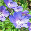 Geranium pratense 'Johnsons Blue' - Storchschnabel