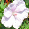Geranium sanguineum 'Splendens' - Storchschnabel