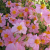 Helianthemum Hybr. 'Lawrensons Pink' - Sonnenröschen