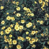 Helianthus microcepalus 'Lemon Queen' - 11er - Sonnenblume