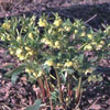 Helleborus orientalis gelb - 11er - Christrose