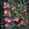Helleborus orientalis rot-rosa - 11er Christrose