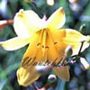 Hemerocallis citrina - 11er - Taglilie