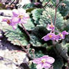 Hormium pyrenaicum - Drachenmaul