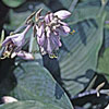 Hosta tardiflora-Hybr. 'Halcyon' - 1,5l - Funkie