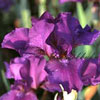 Iris barbata maedia 'Voila' - 1l - Bartiris