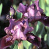 Iris barbata nana 'Banbury Ruffled' - Zwergiris