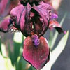 Iris barbata nana 'Brannigan' - Zwergiris