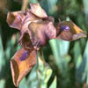 Iris barbata nana 'Gingerbred Man' - Zwergiris