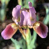 Iris barbata nana 'Regards' - Zwergiris
