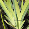 Iris pseudacorus 'Variegatus' - 11er -  Wasserschwertlilie