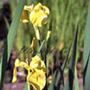 Iris pseudacorus - Wasserschwertlilie