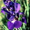 Iris sibirica 'Caesars Brother' - 11er - Schwertlilie