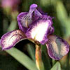 Iris versicolor - Wasserschwertlilie