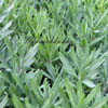 Lavandula angustifolia 'Hidcote Blue-Strain' - Lavendel