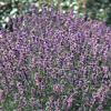 Lavandula angustifolia - 1l - Lavendel