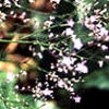 Limonium latifolium - Statice