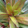 Oenothera tetragona - Nachtkerze