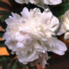 Paeonia lactiflora 'Festiva Maxima' - 2l - Pfingstrose
