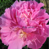 Paeonia lactiflora 'Rose Glory' - 11er - Pfingstrose
