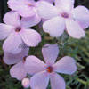 Phlox douglasii 'Lilac Cloud' - Teppichphlox