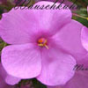 Phlox maculata 'Alpha' - 1l - Wiesenphlox