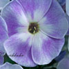 Phlox paniculata 'Violetta Gloriosa' - 1l - Staudenphlox
