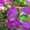 Physostegia virginiana 'Bouquet Rose' - 1l - Gelenkblume