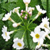 Primula japonica 'Alba' - Japanische Etagenprimel