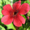 Primula japonica 'Millers Crimson' - Japanische Etagenprimel